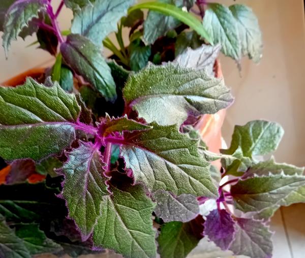 Gynura Aurantiaca  Planta Veludo Roxo