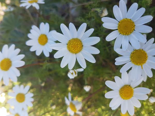 Margarida planta em vaso