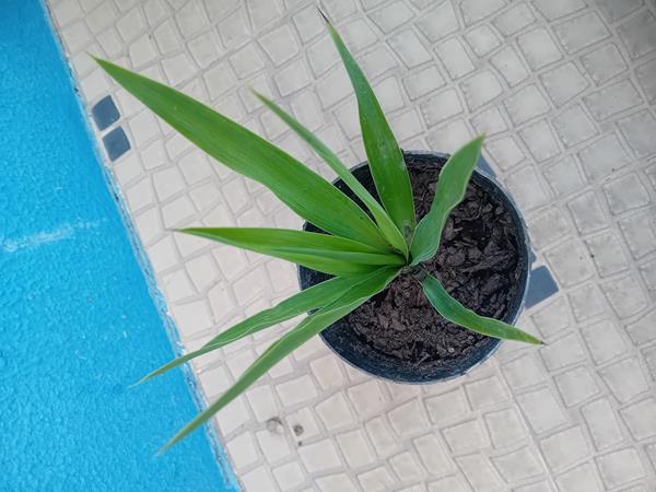 Árvore Yucca