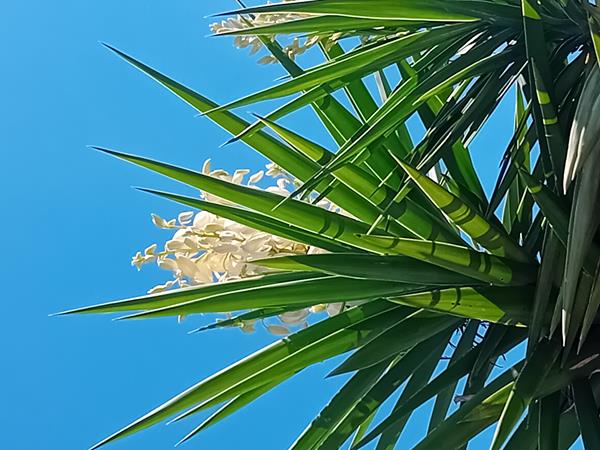 Árvore Yucca