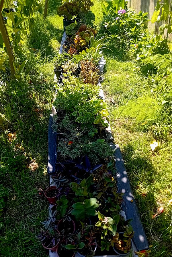 100 variedades de plantas, 2.50 por planta