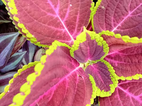 Coleus Solenostemon Scutellarioides