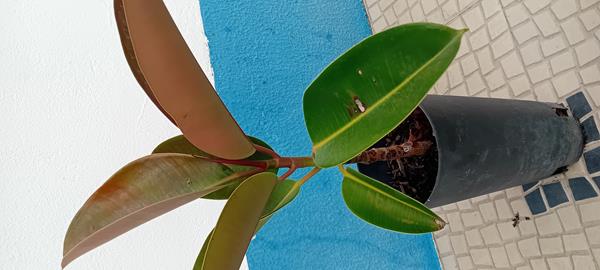 Arvore da borracha Ficus Elastica