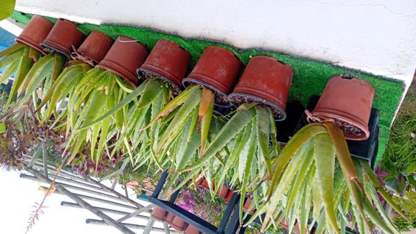 Aloe Vera Barbadensis