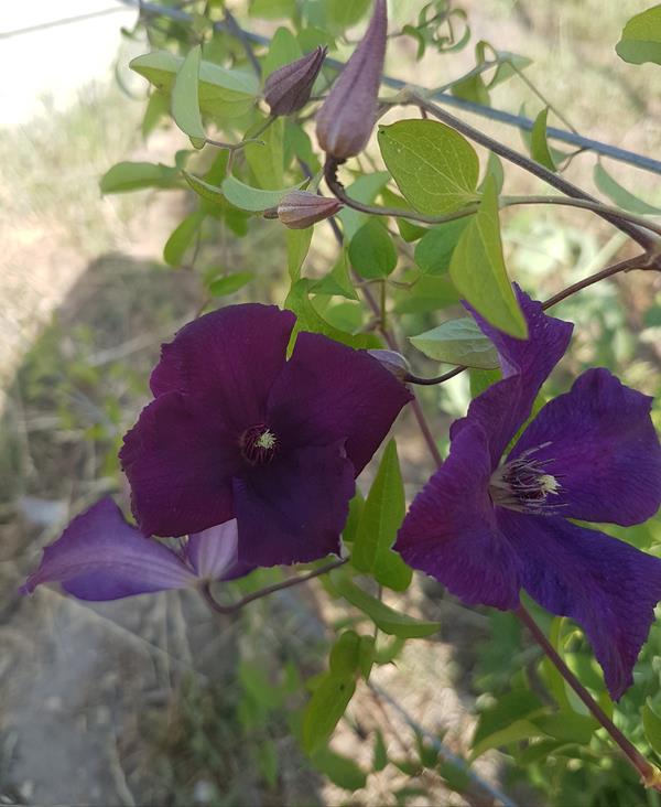 Trepadeira Clematis roxa