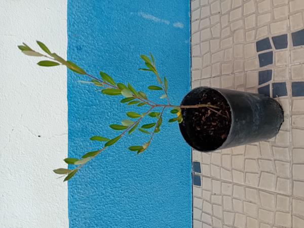 Árvore Borrazeira preta Salix Atrocinerea