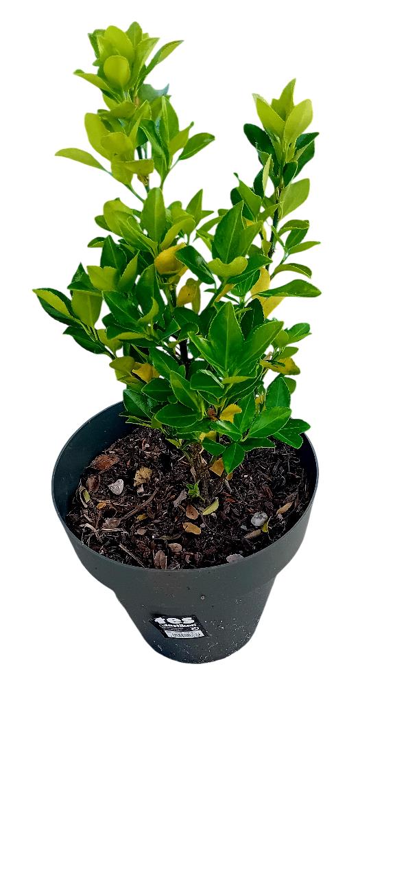 Evonimo do Japao (Euonymus Japonicus)