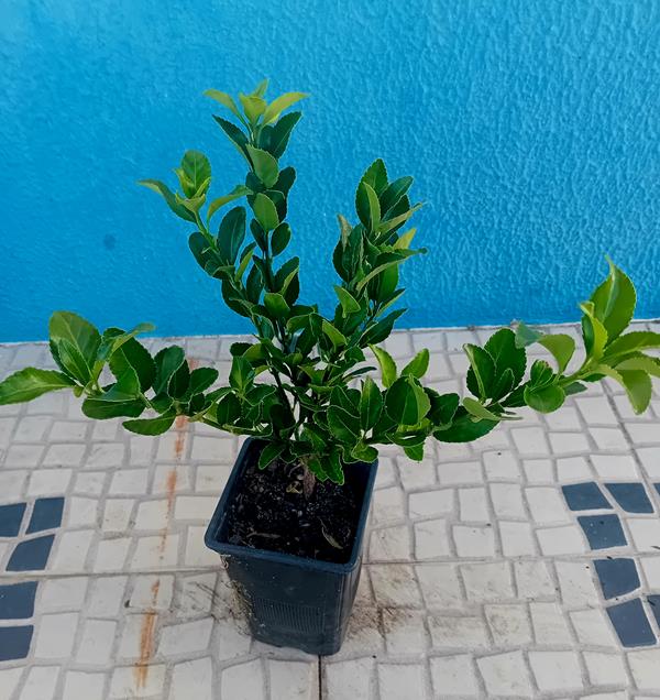 Evónimo do Japão (Euonymus Japonicus)