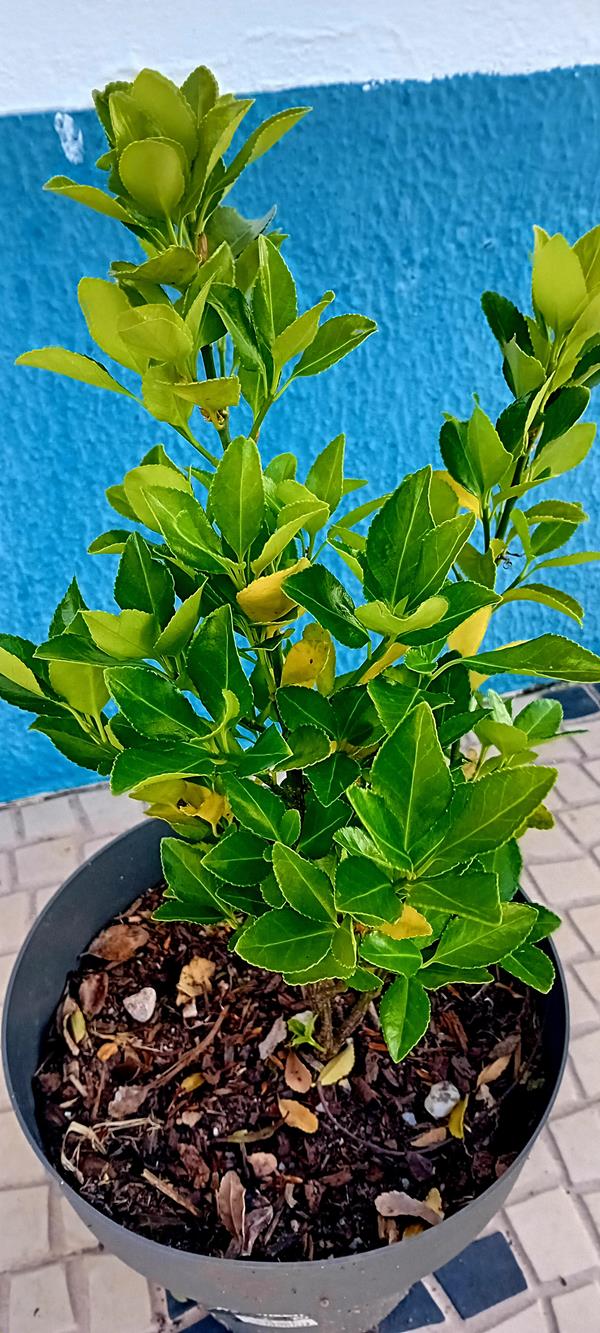 Evonimo do Japao (Euonymus Japonicus)