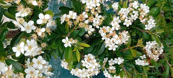 Pyracantha Coccinea em vaso