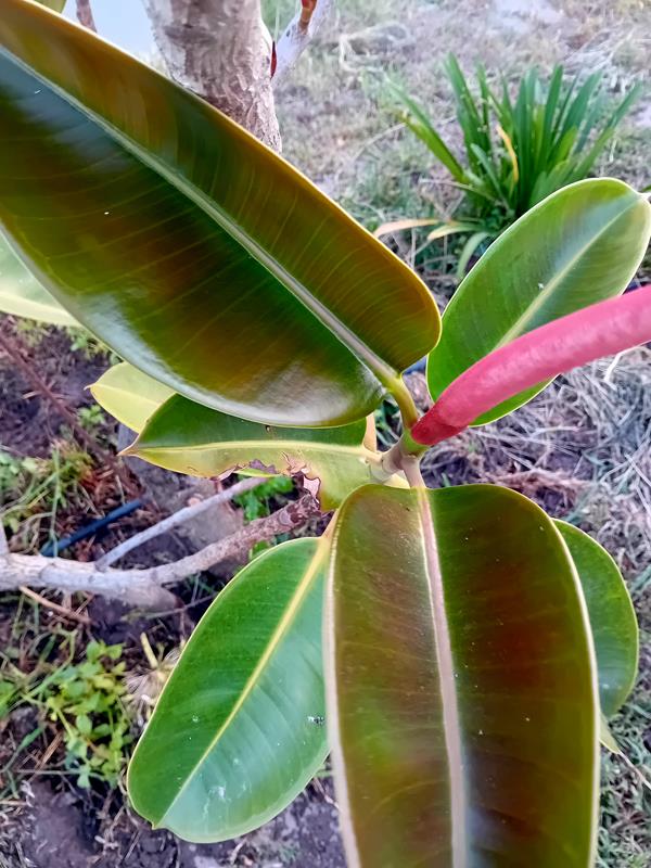 Arvore da borracha Ficus Elastica