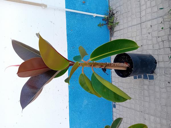 Arvore da borracha Ficus Elastica