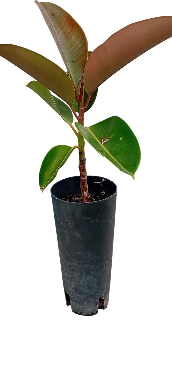Arvore da borracha Ficus Elastica