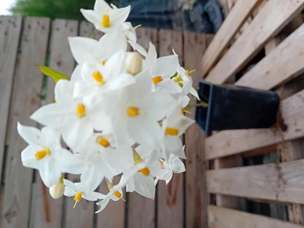 Jasmim flor branca