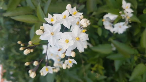 Trepadeira Solanum Jasminoides