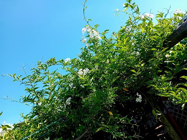 Trepadeira Solanum Jasminoides