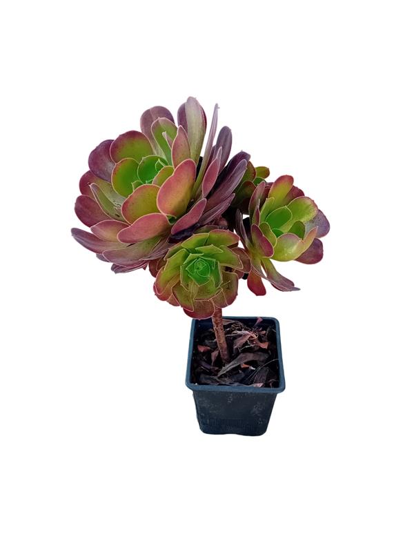 Aeonium arboreum atropurpureum suculenta