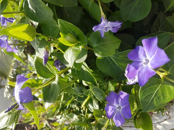 Vinca Maior variegada e nao variegada