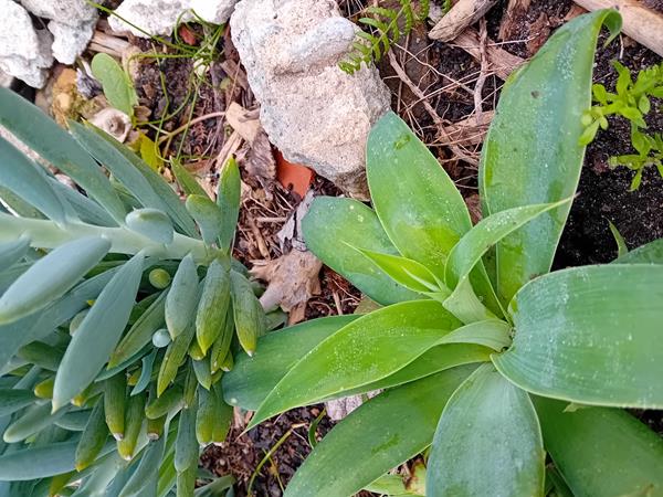 Agave Attenuata