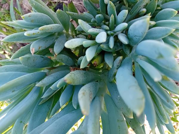 Senecio suculenta