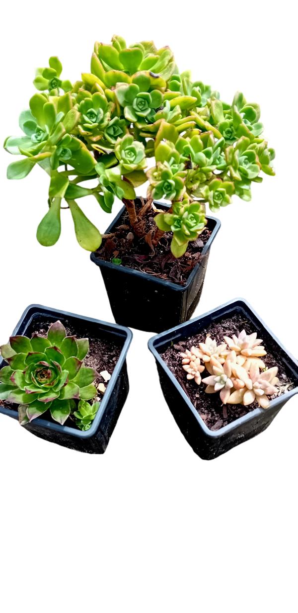 Trio de suculentas em vaso