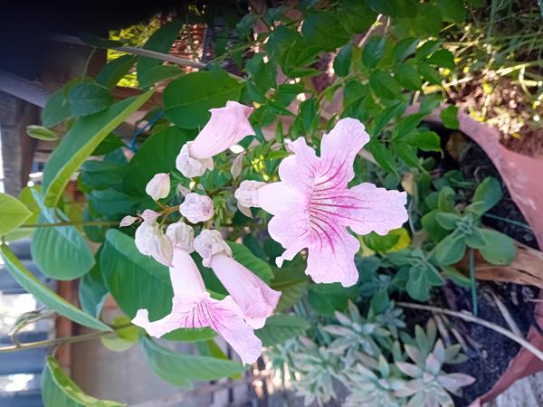 Trepadeira Trombeta Chinesa cor de rosa
