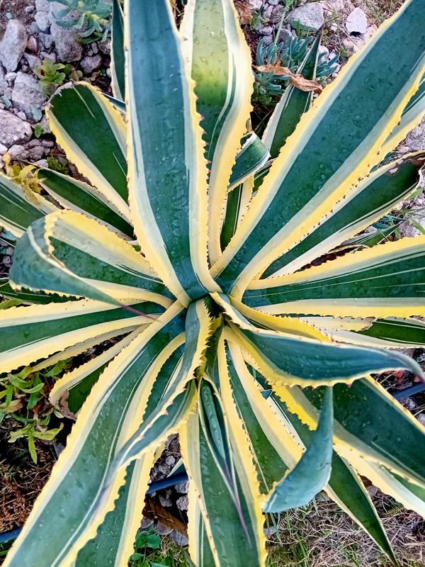 Agave Americana