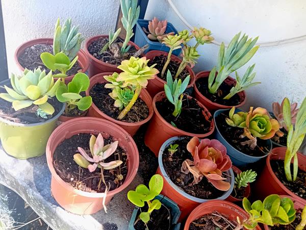 10 suculentas mix