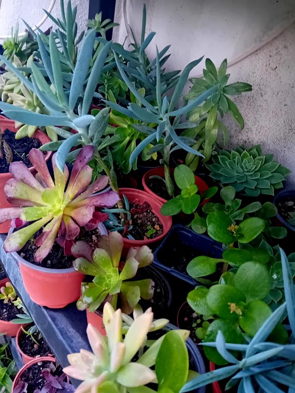 10 suculentas mix