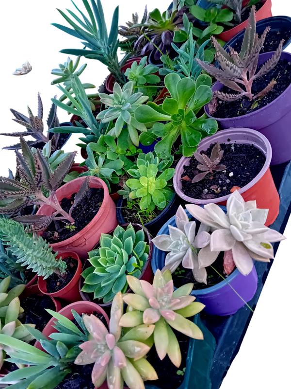 10 suculentas mix