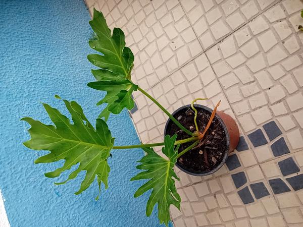 Guaimbê Filodendro Bipinnatifidum