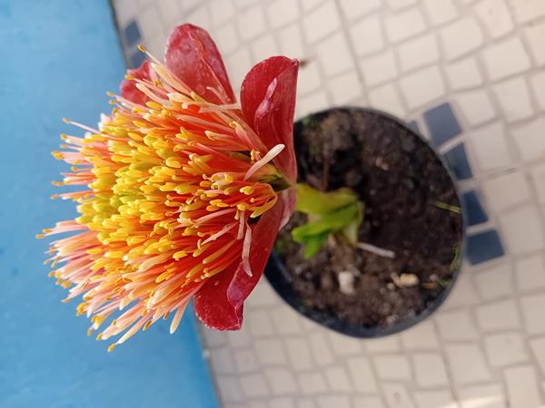 Lirio pincel Scadoxus Puniceus