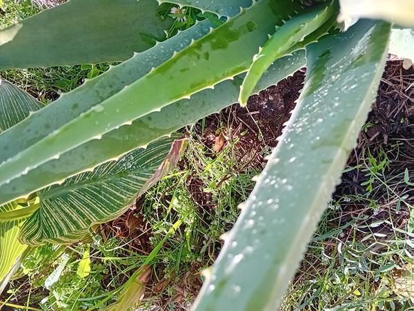 Aloe Vera Barbadensis