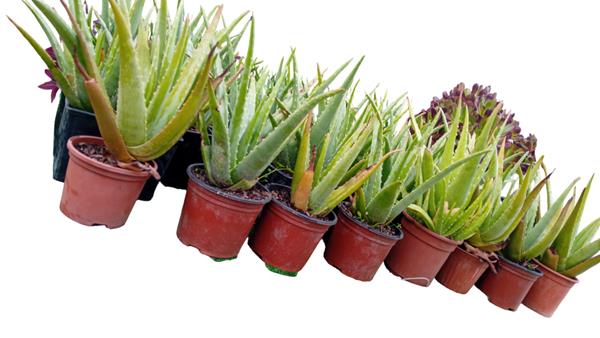 Aloe Vera Barbadensis