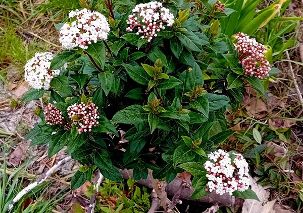 Viburnum Tinus (Folhado)