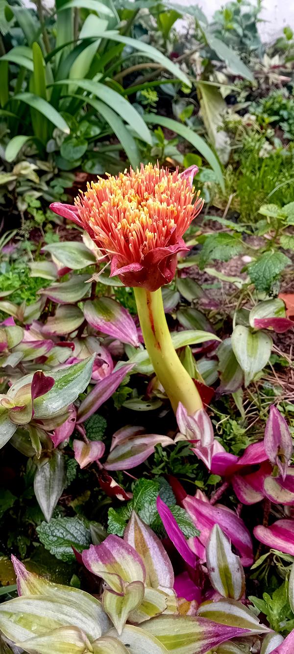 Lirio pincel Scadoxus Puniceus lote de 4 plantas