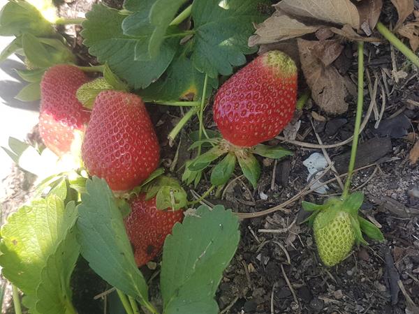 Morangueiro Camarosa