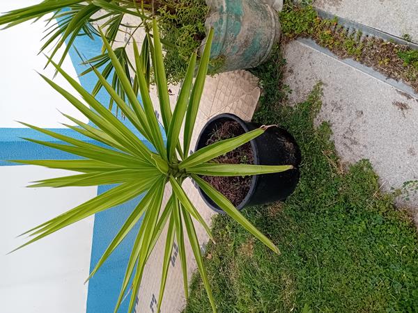 Palmeira yucca