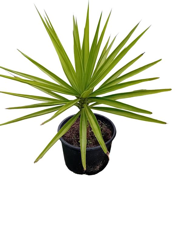 Palmeira yucca