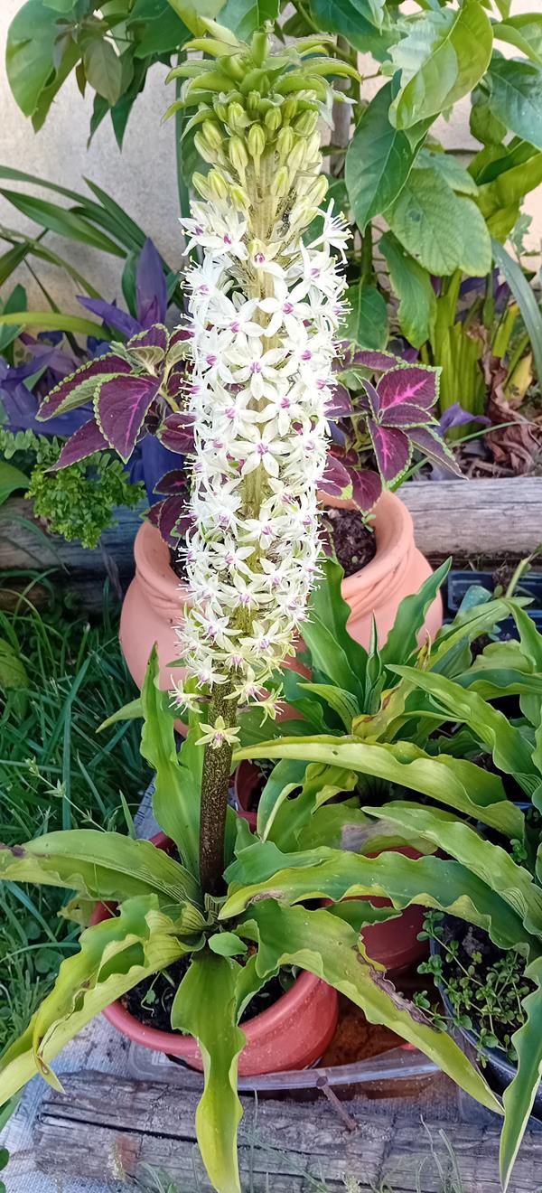 Eucomis da flor ananás