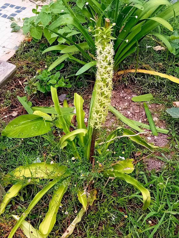 Eucomis da flor ananás