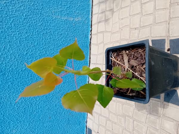 Arvore choupo Populus Nigra
