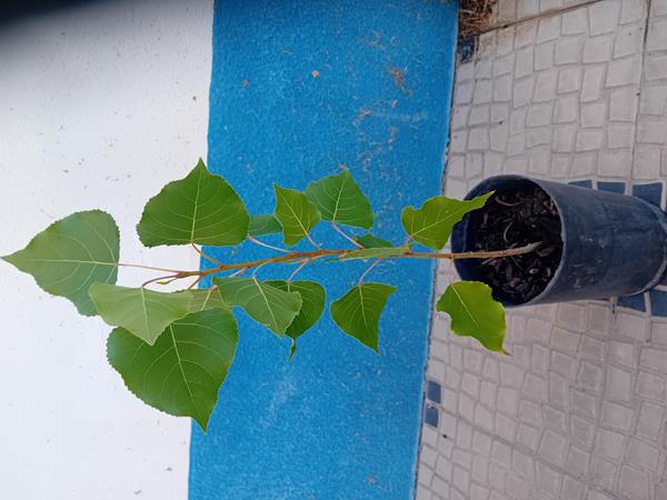 Arvore choupo Populus Nigra