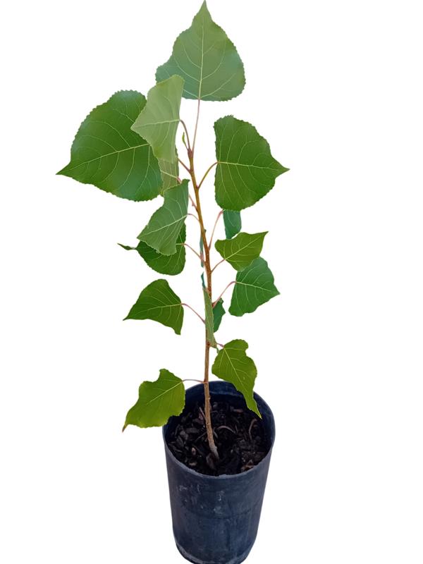 Arvore choupo Populus Nigra