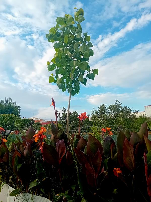 Arvore choupo Populus Nigra