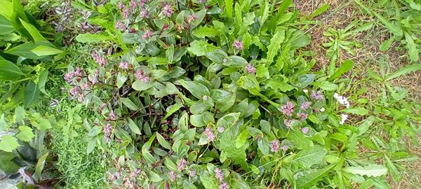 Tradescantia Callizia Repens