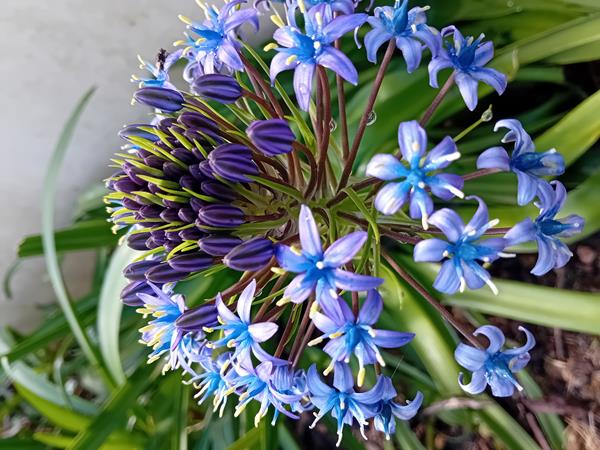 Scilla Peruvianna/ Cebola albarrã do Peru