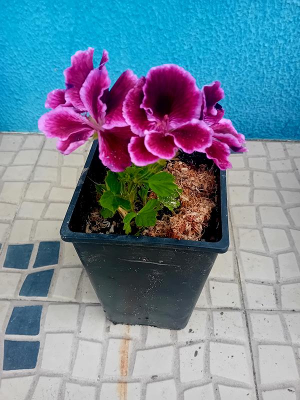 Sardinheira / Geranio