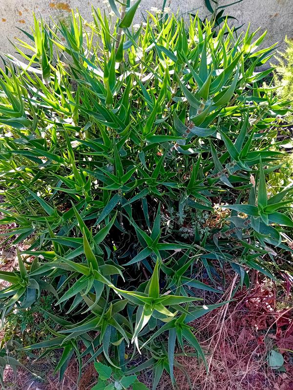 Aloe Striatula em vaso