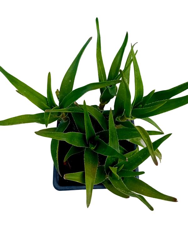 Aloe aloiampelos Ciliaris